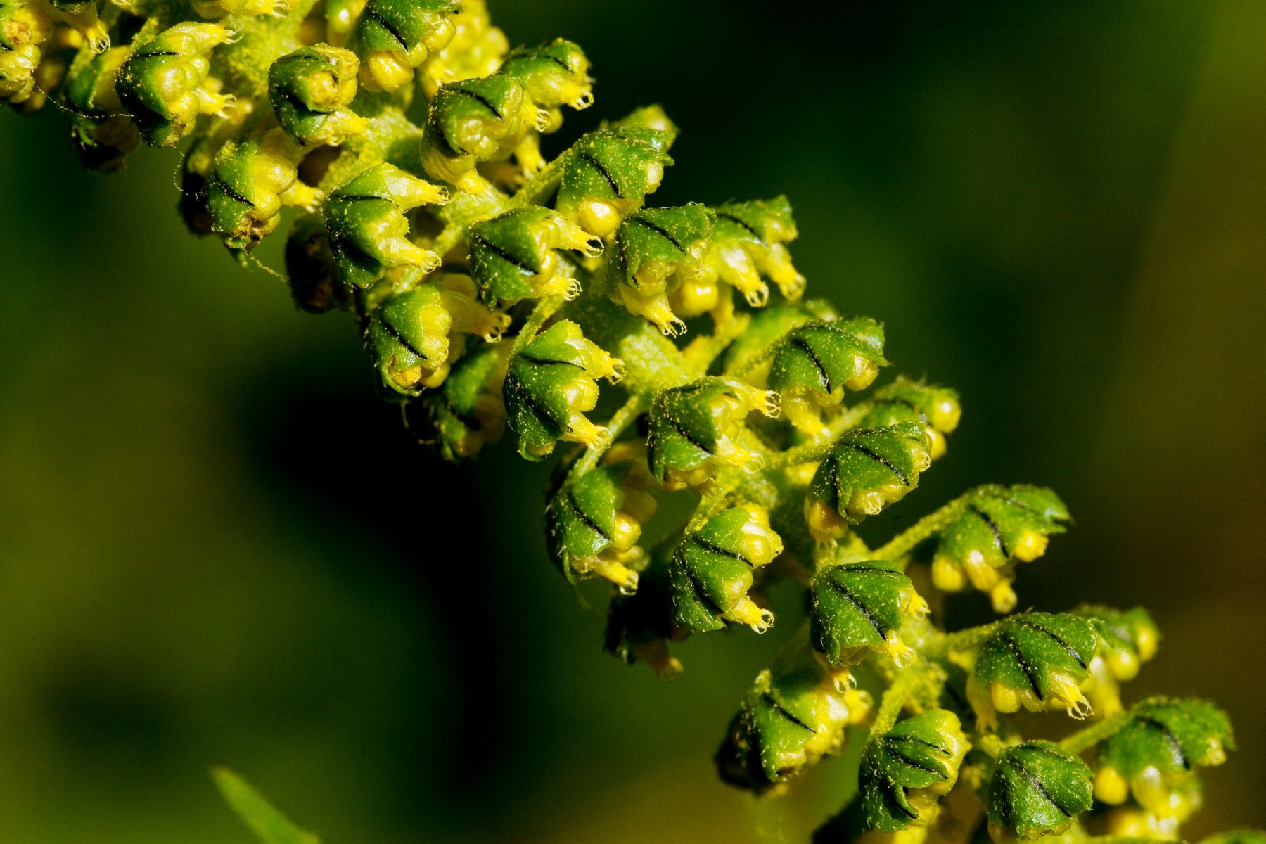 Ambrosia trifida