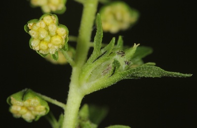 Ambrosia trifida