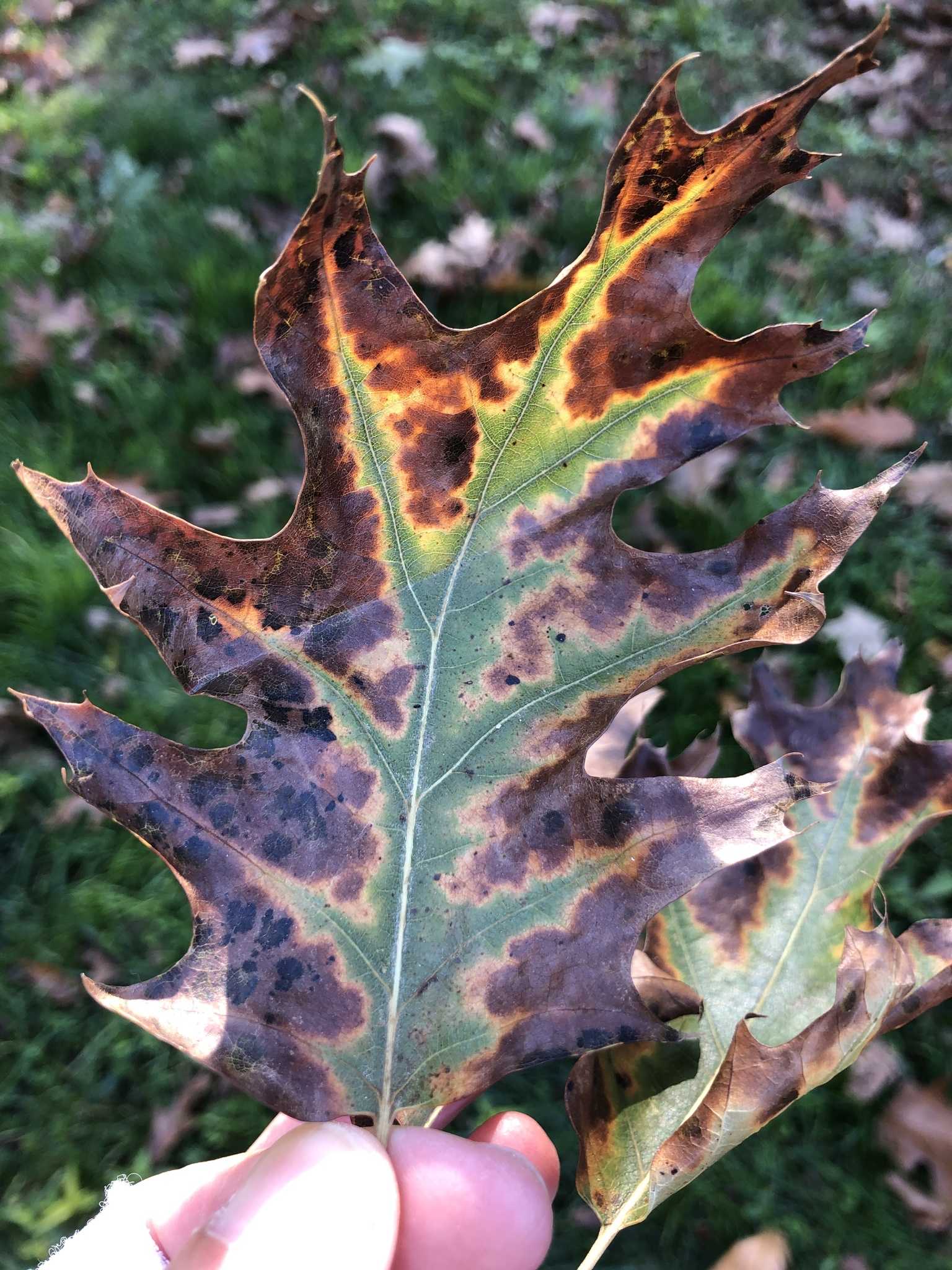 Xylella fastidiosa