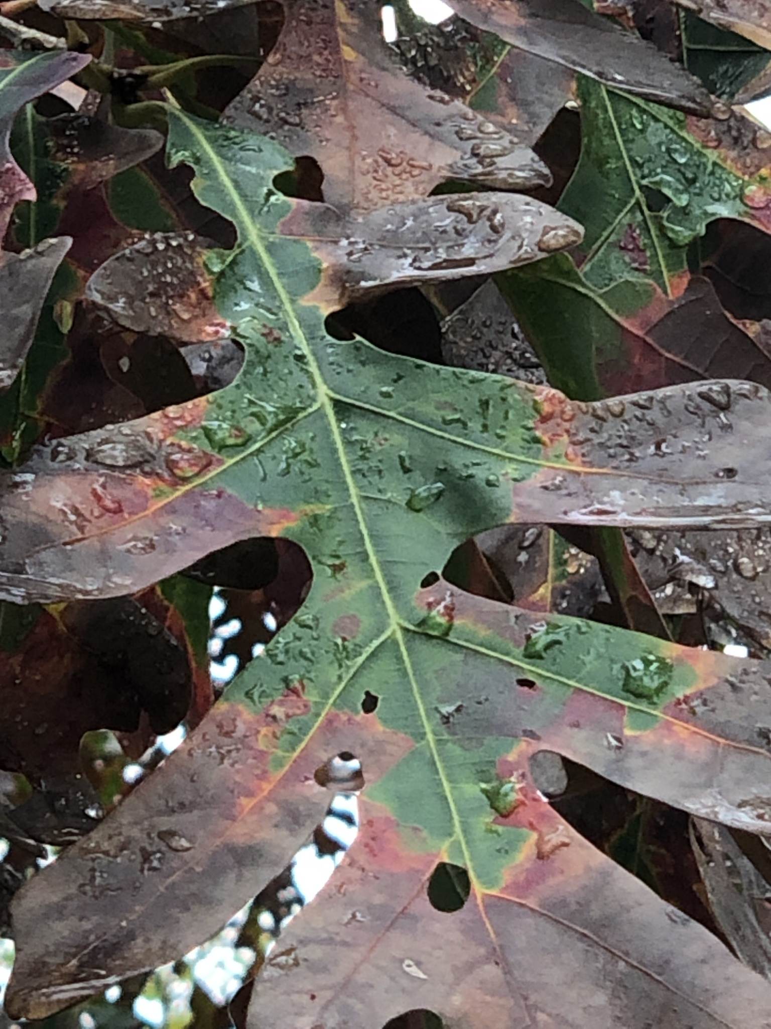 Xylella fastidiosa