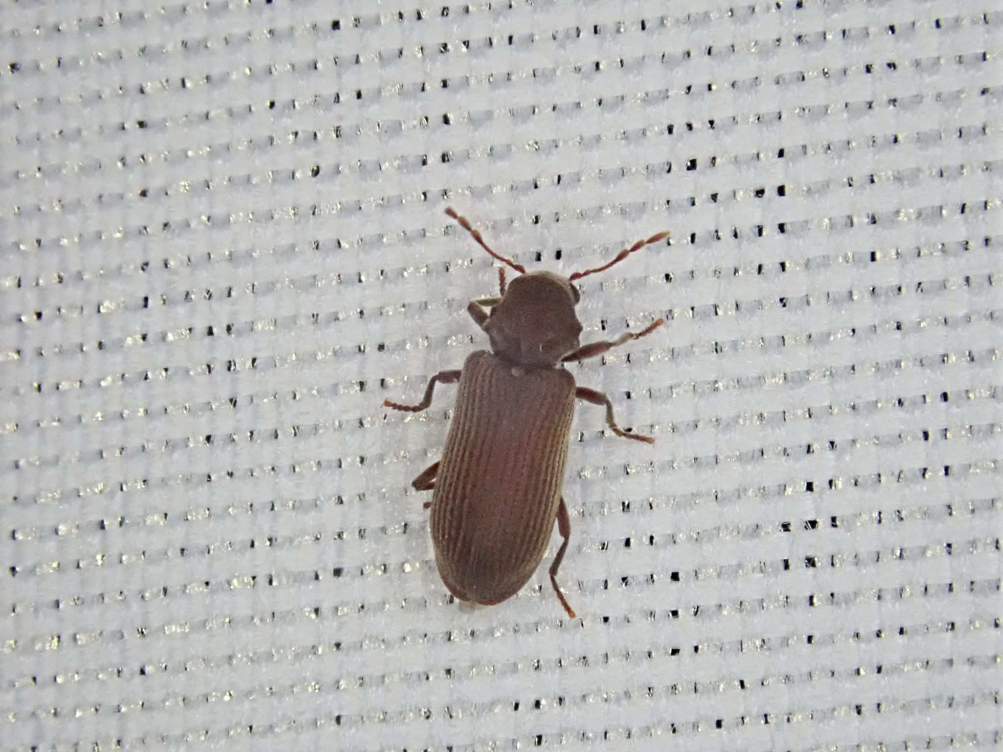 Microbregma emarginatum