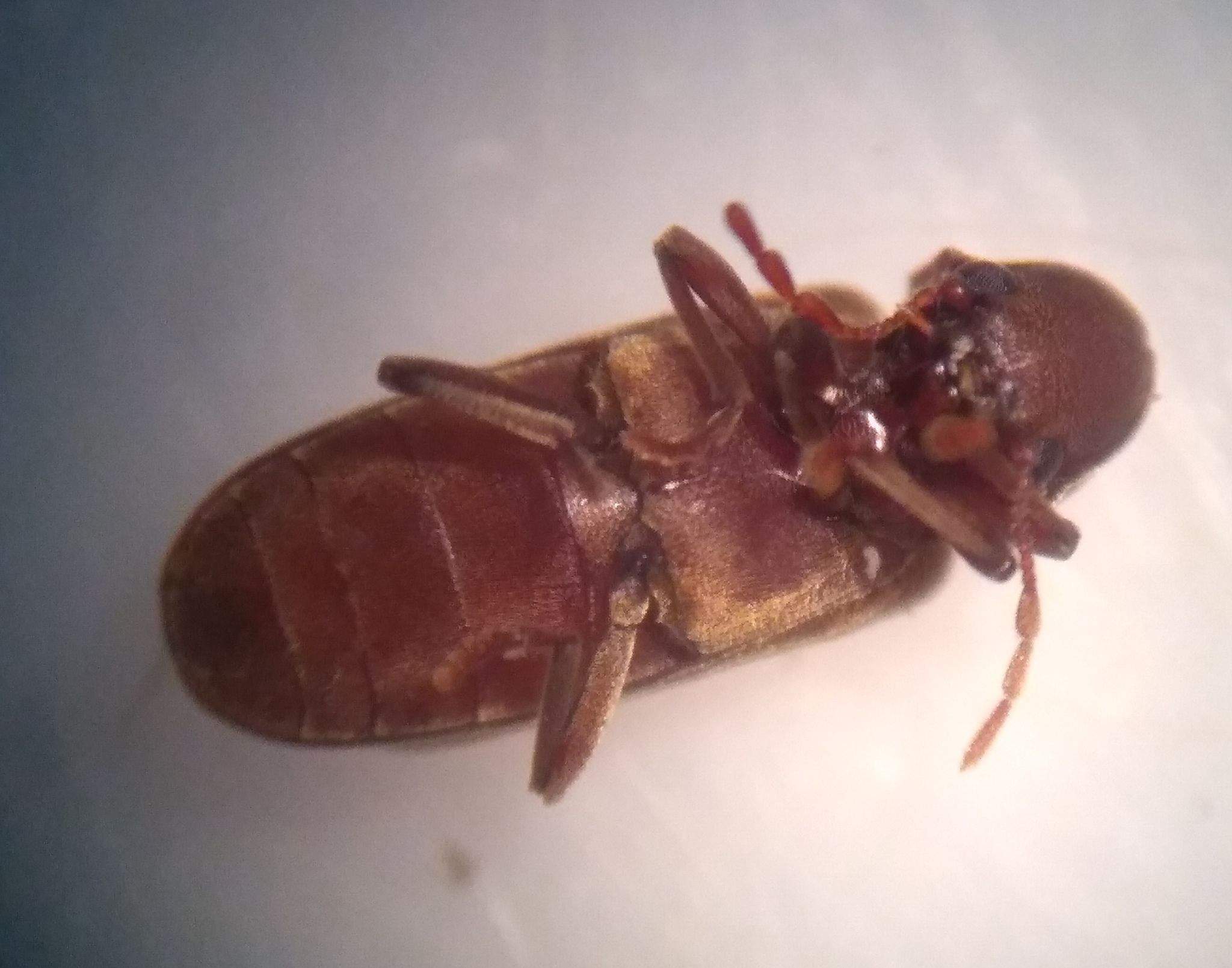 Microbregma emarginatum