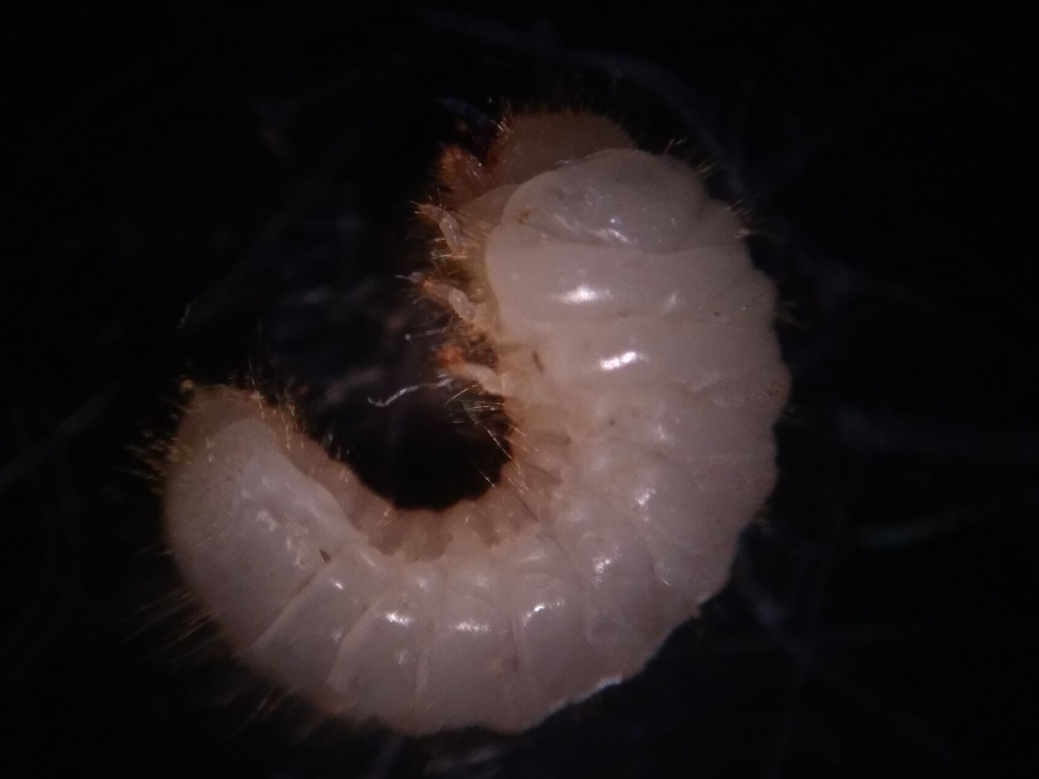 Microbregma emarginatum