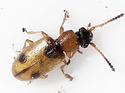 Psammoecus bipunctatus