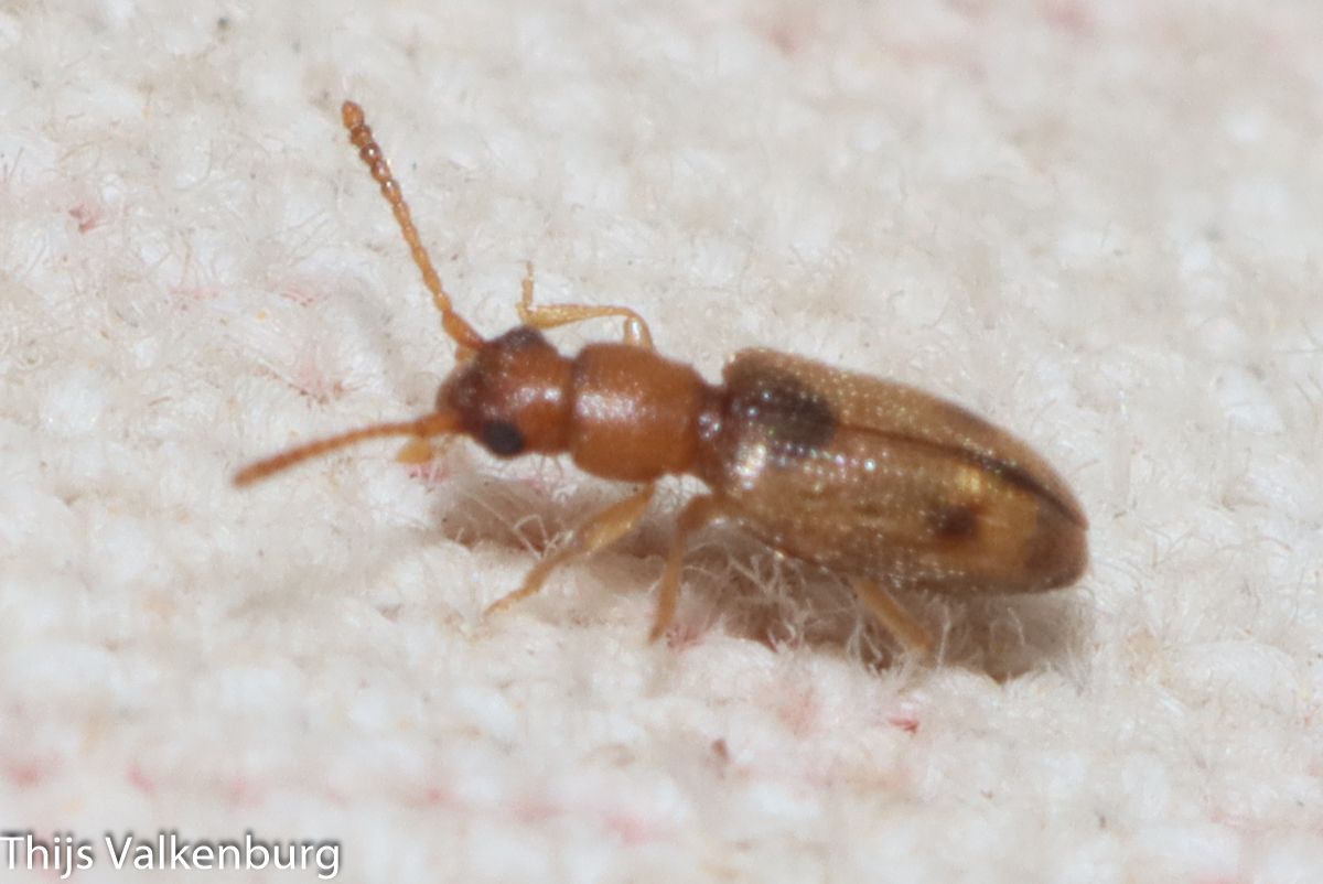Psammoecus bipunctatus