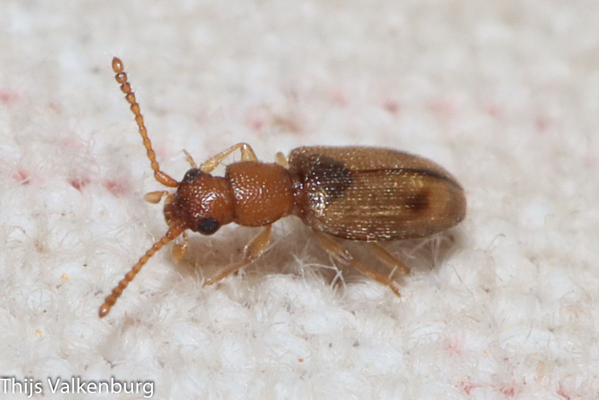 Psammoecus bipunctatus