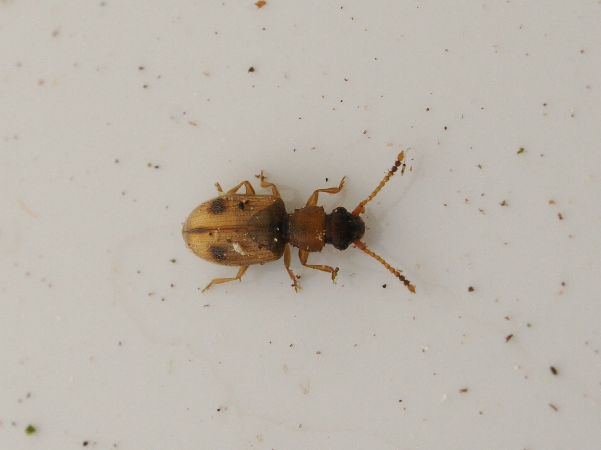 Psammoecus bipunctatus