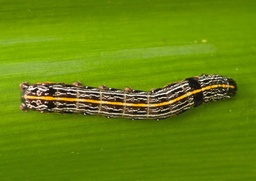 Spodoptera picta