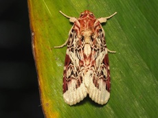 Spodoptera picta