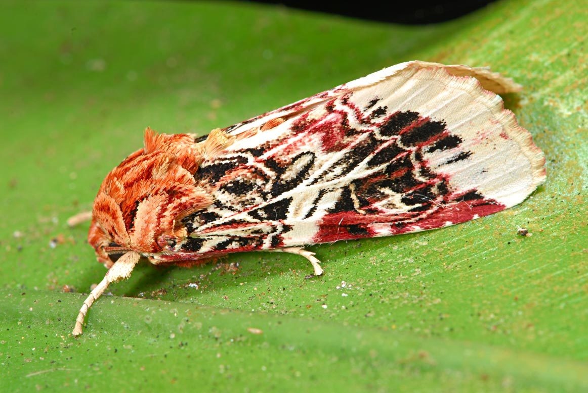 Spodoptera picta