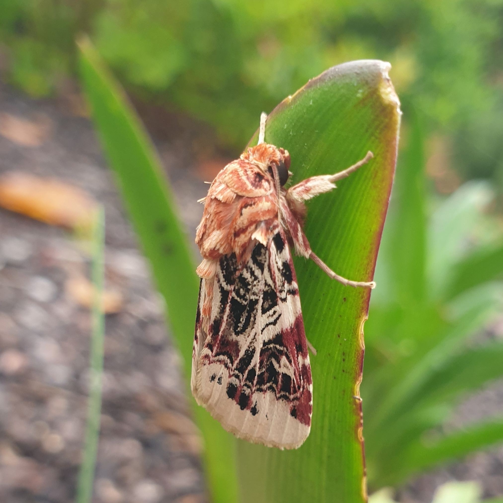 Spodoptera picta