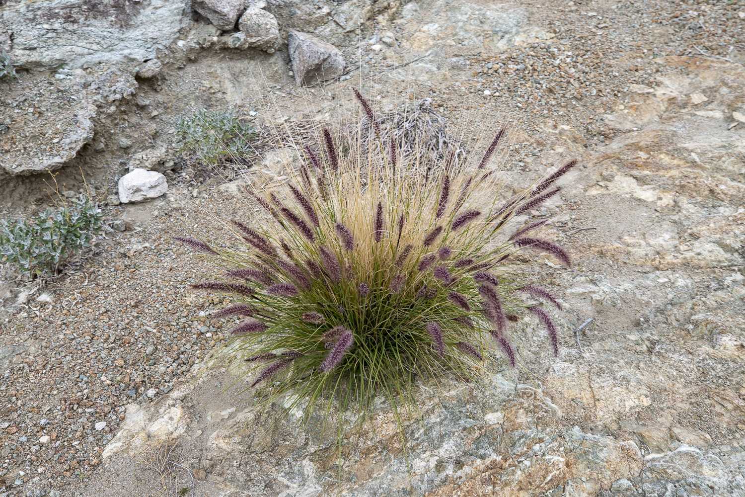 Cenchrus setaceus