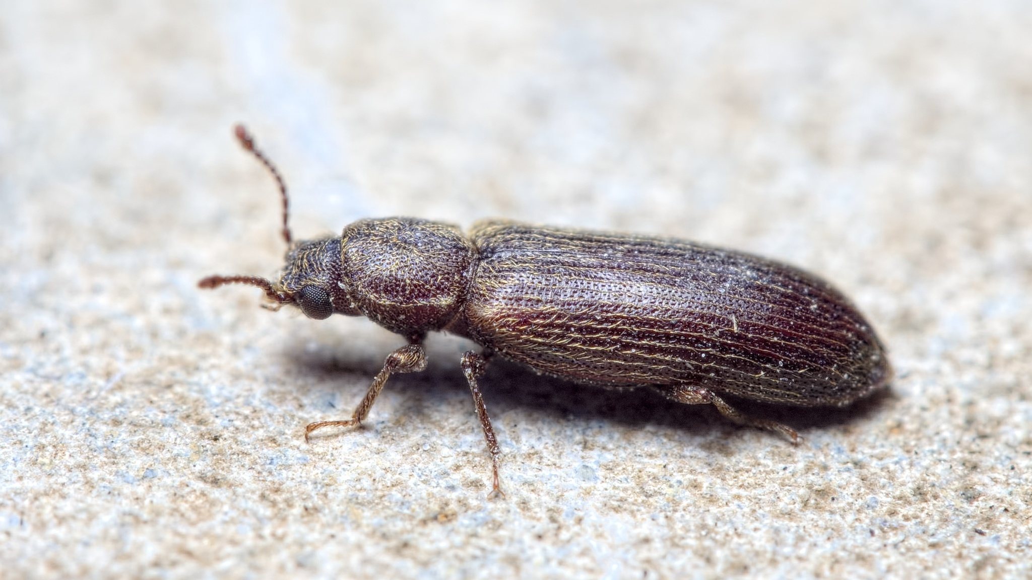 Lyctus cavicollis