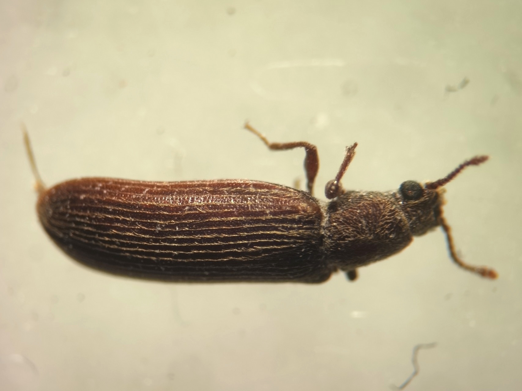 Lyctus cavicollis