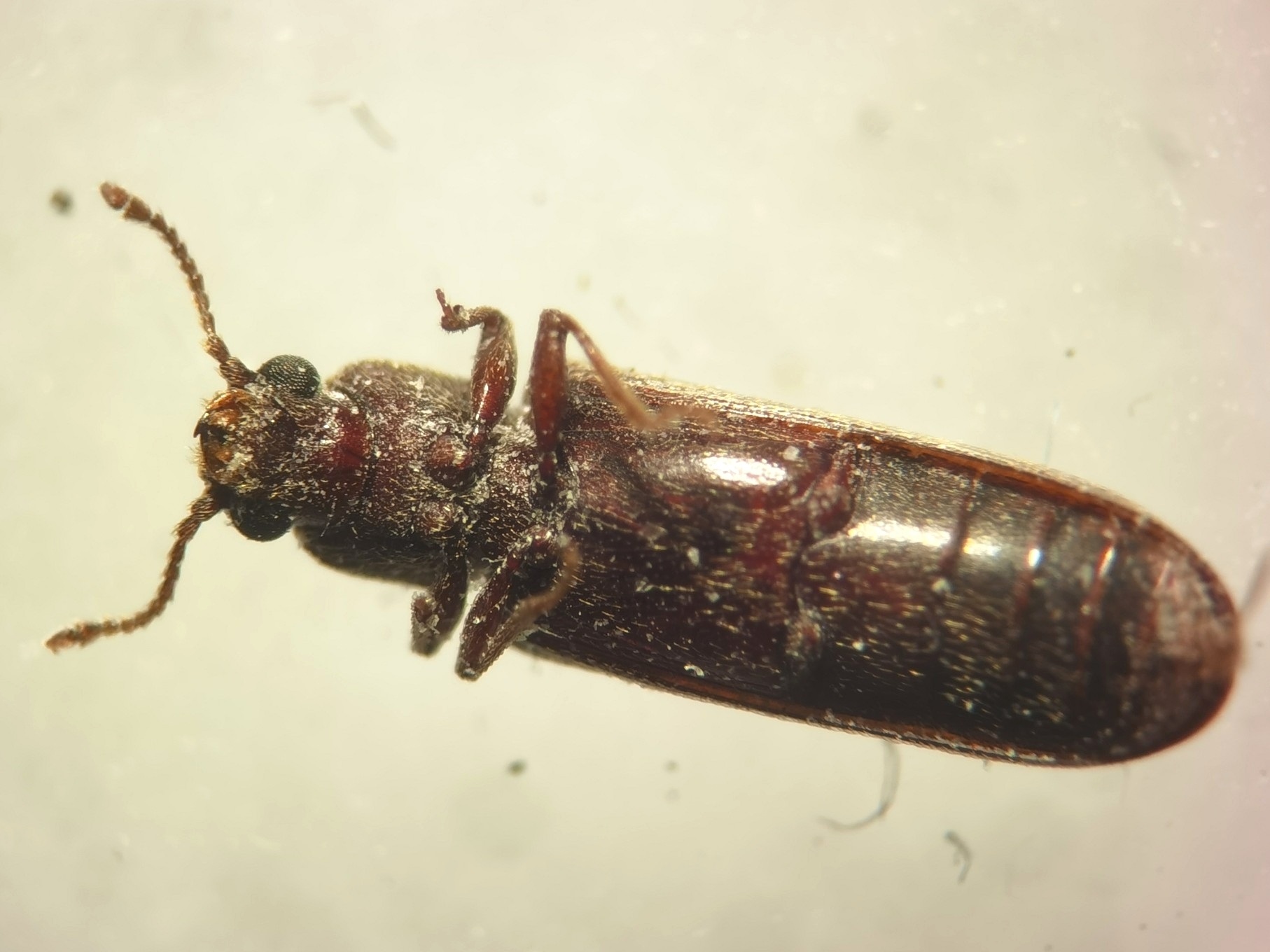 Lyctus cavicollis
