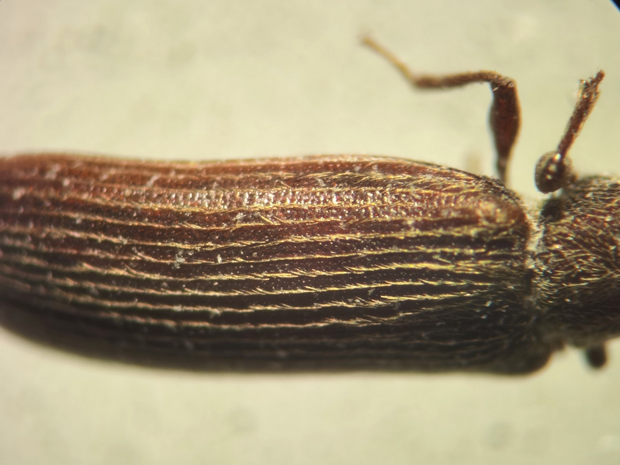 Lyctus cavicollis