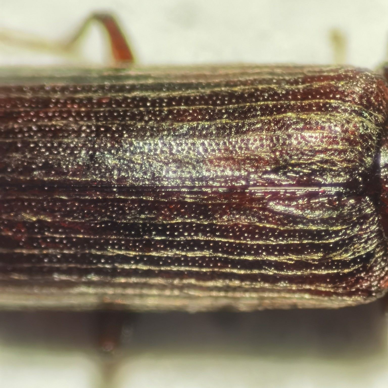 Lyctus cavicollis