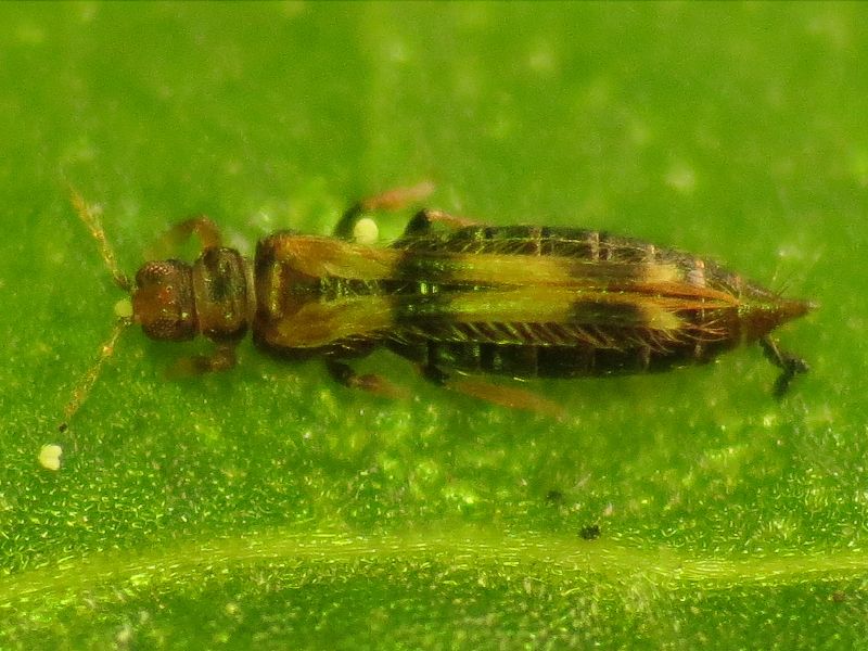 Hercinothrips bicinctus