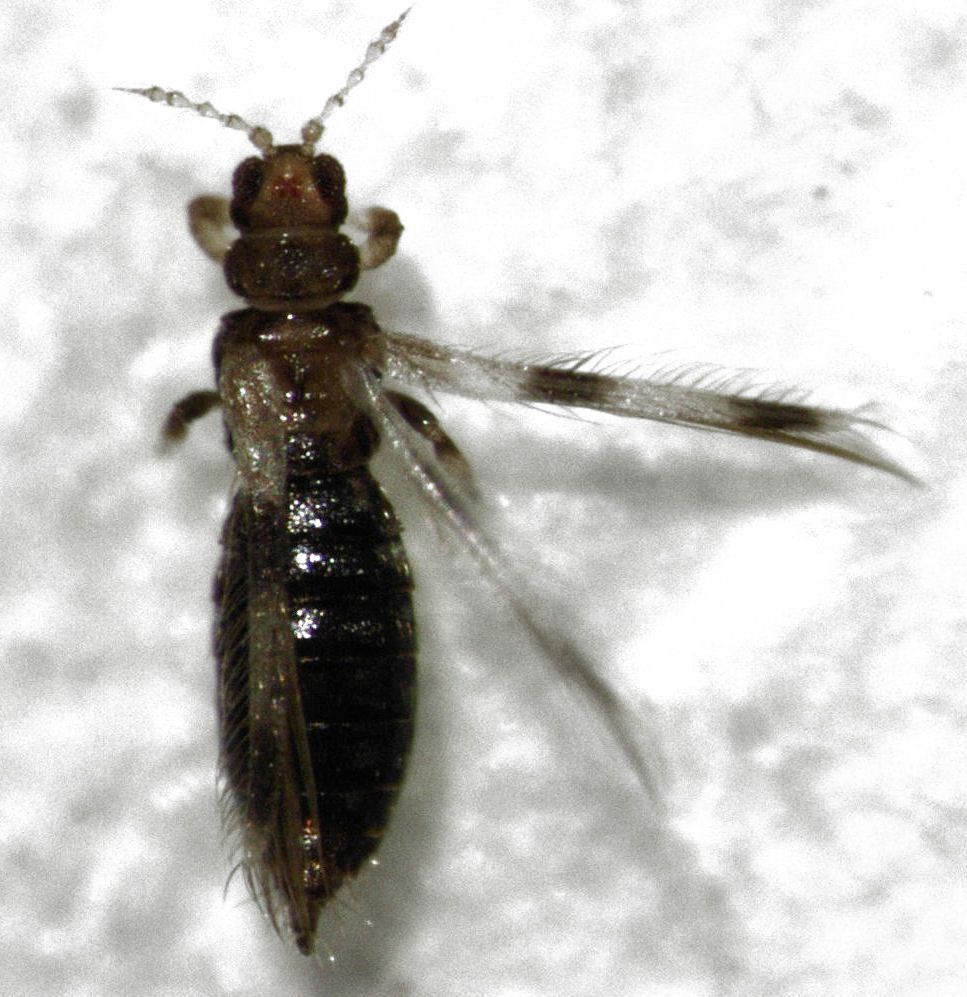 Hercinothrips bicinctus
