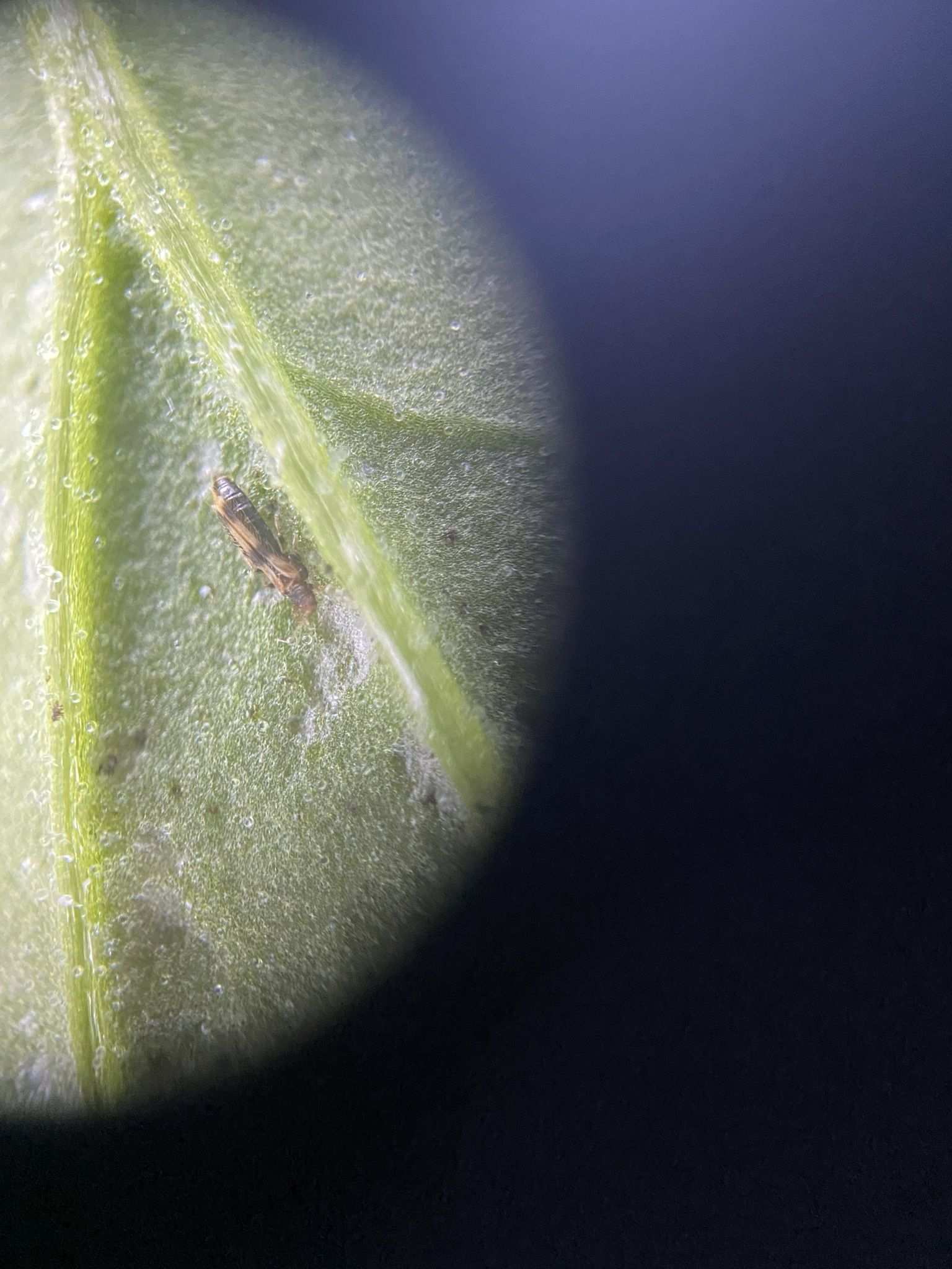 Hercinothrips bicinctus