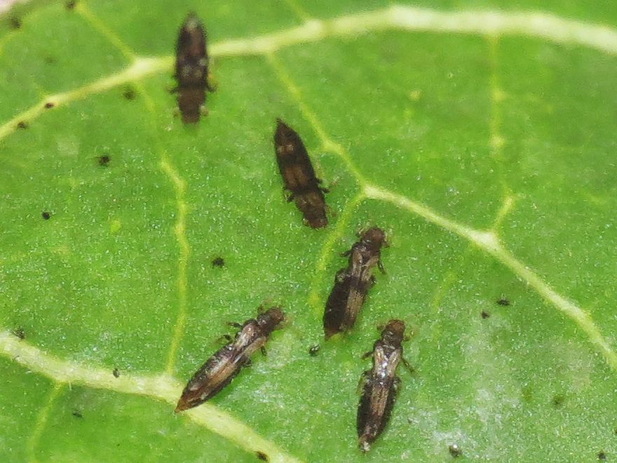 Hercinothrips bicinctus