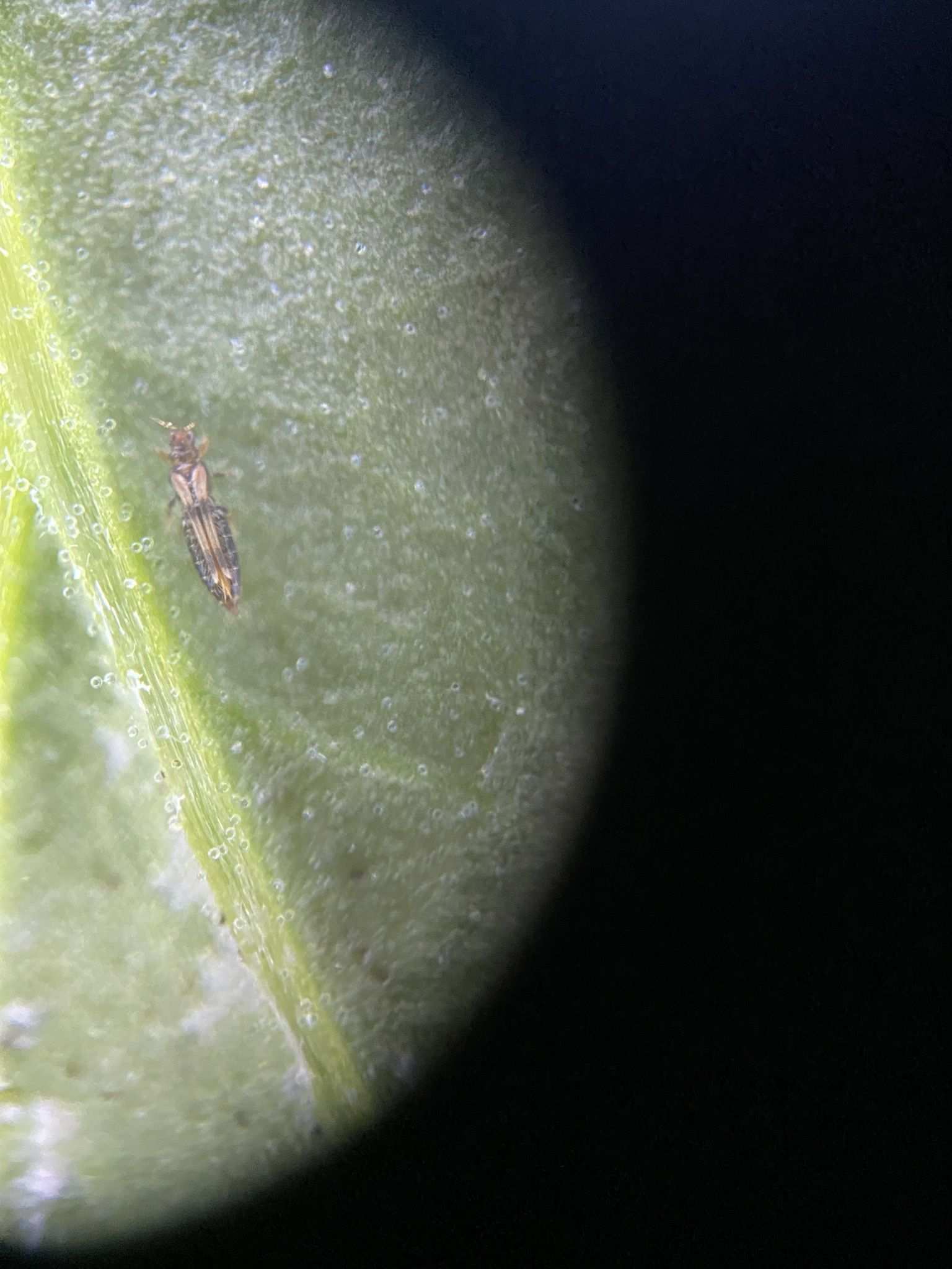 Hercinothrips bicinctus