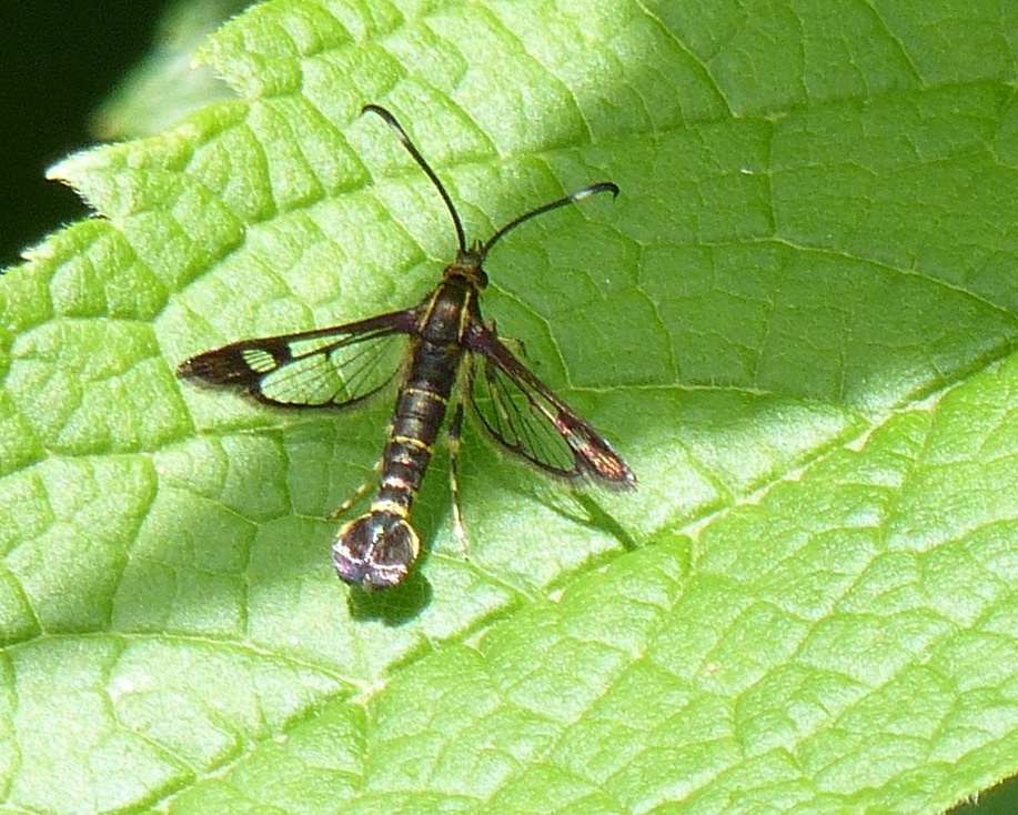 Carmenta