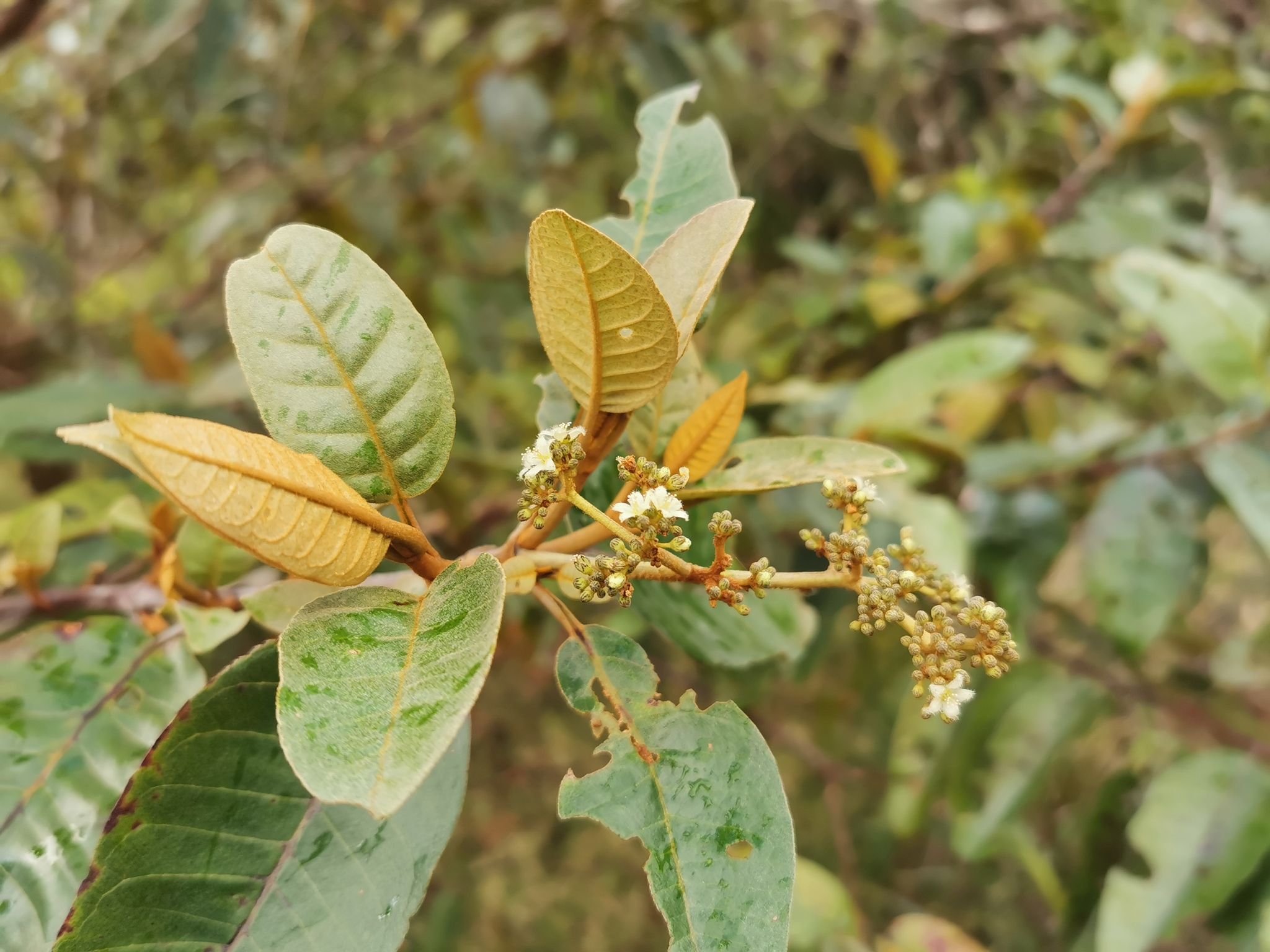 Harungana madagascariensis
