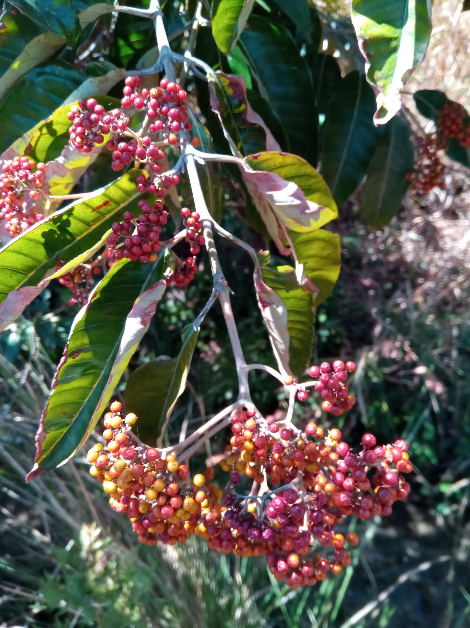 Harungana madagascariensis