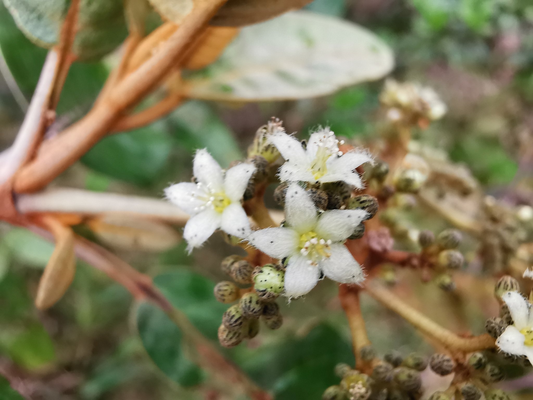 Harungana madagascariensis