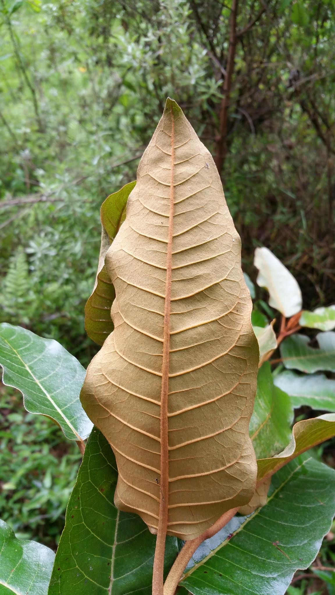 Harungana madagascariensis