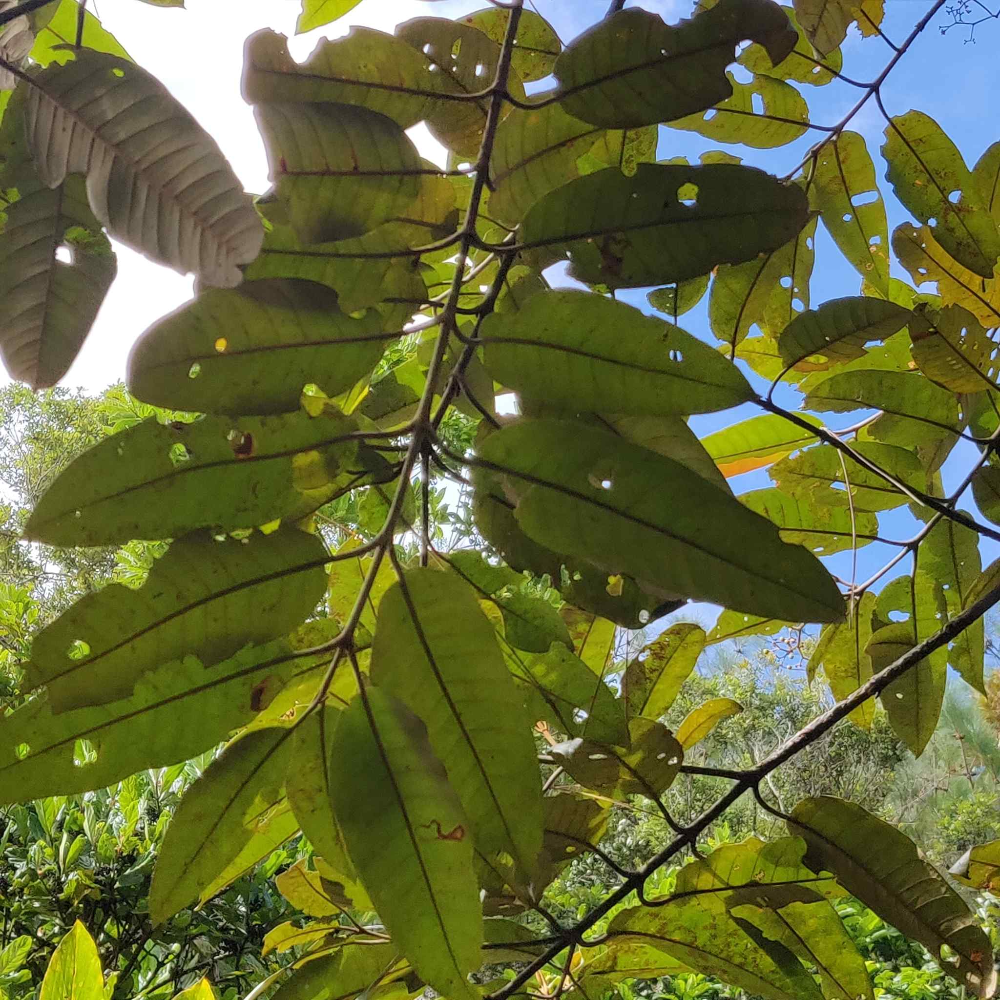 Harungana madagascariensis