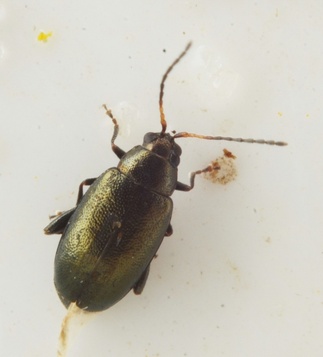 Phyllotreta cruciferae