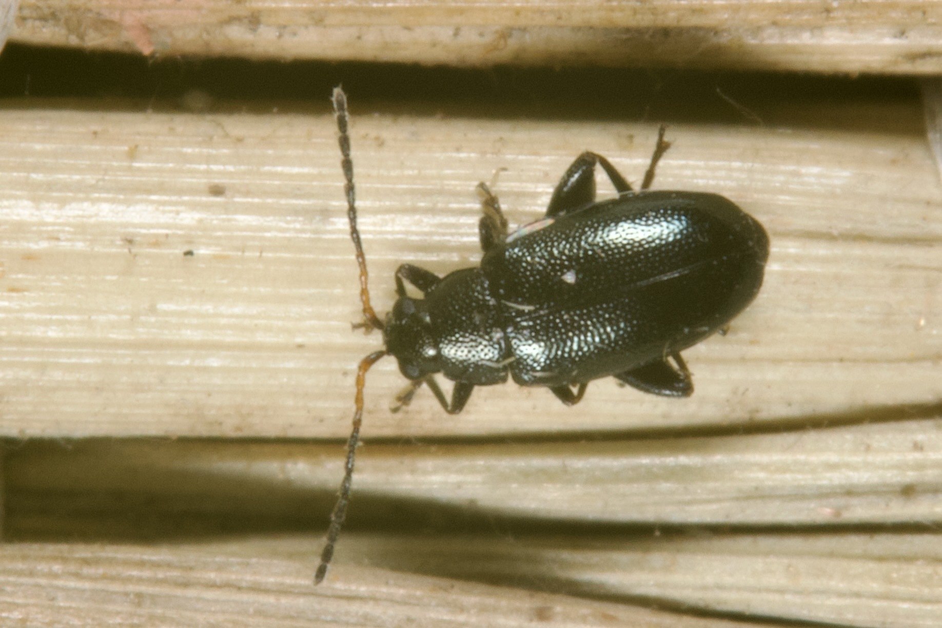 Phyllotreta cruciferae