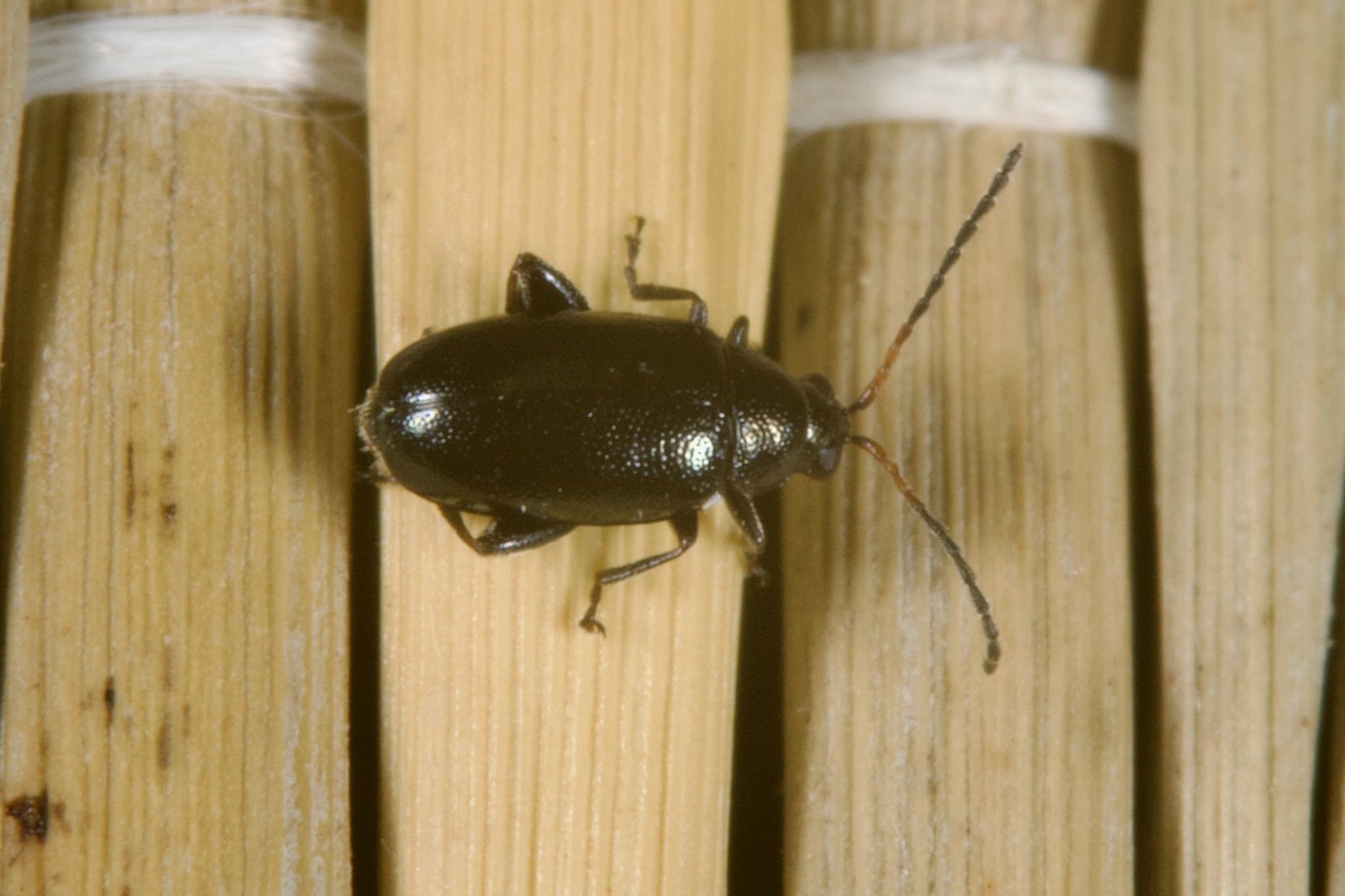 Phyllotreta cruciferae