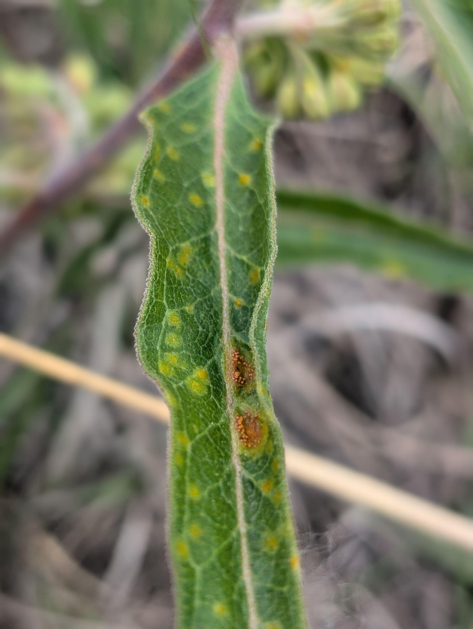 Puccinia bartholomaei