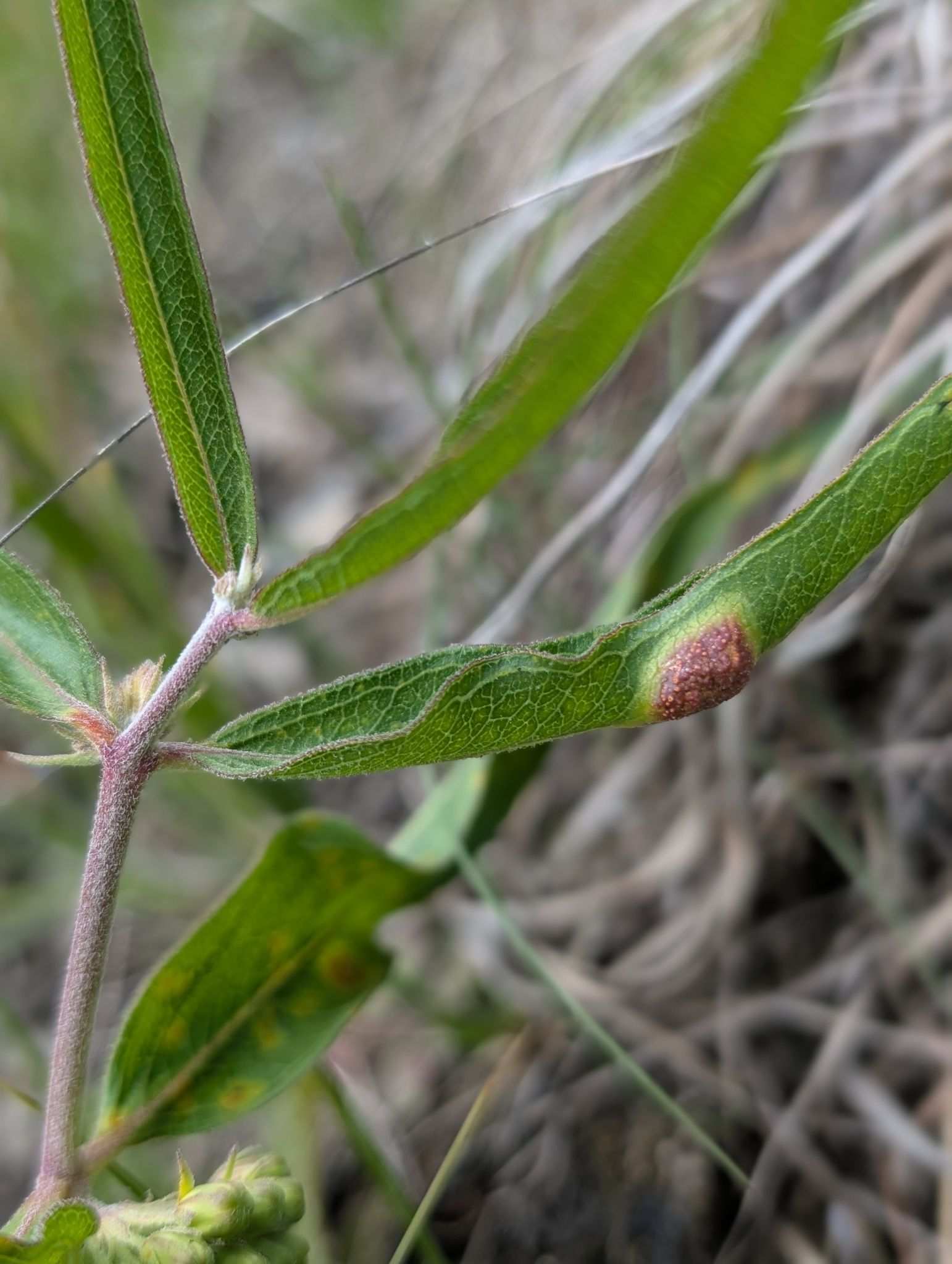 Puccinia bartholomaei