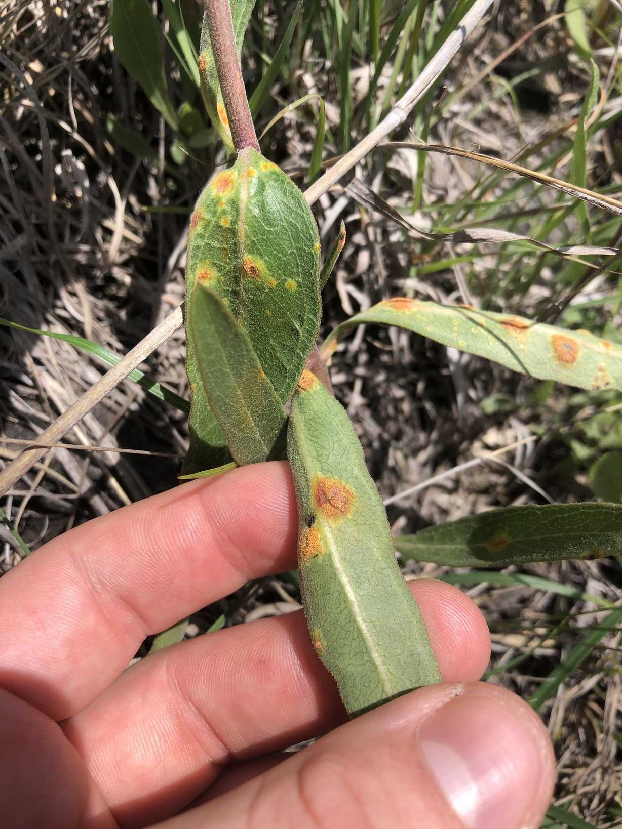 Puccinia bartholomaei