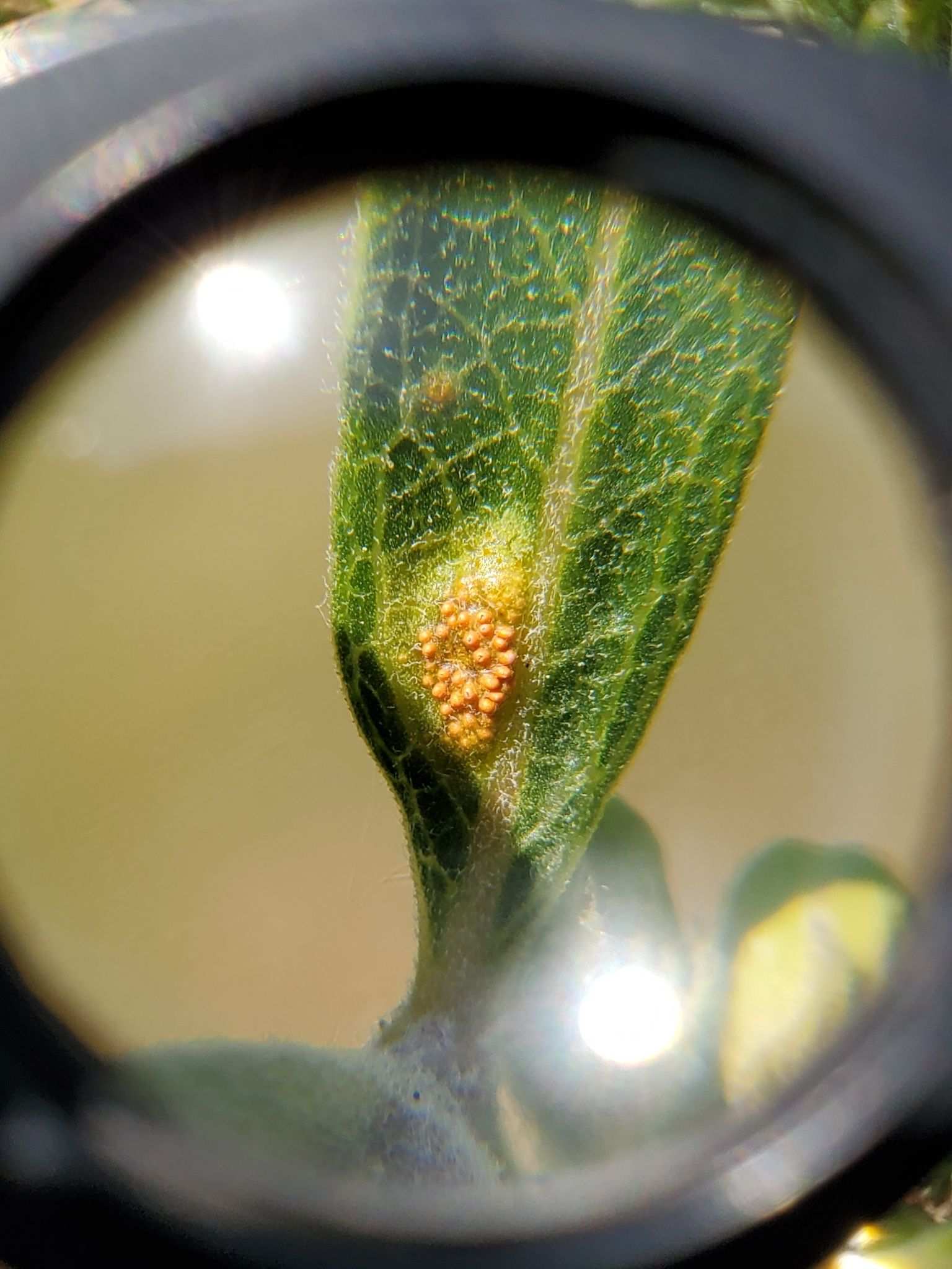 Puccinia bartholomaei