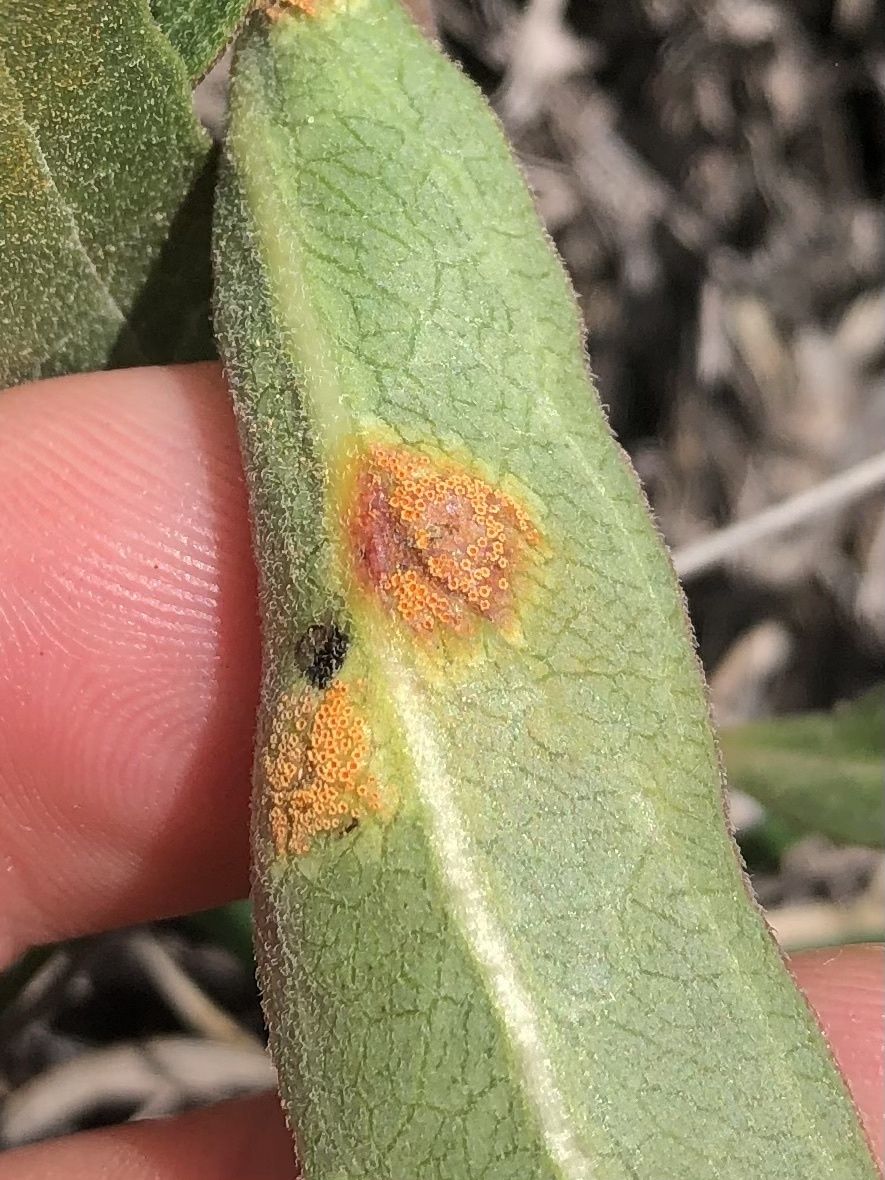 Puccinia bartholomaei