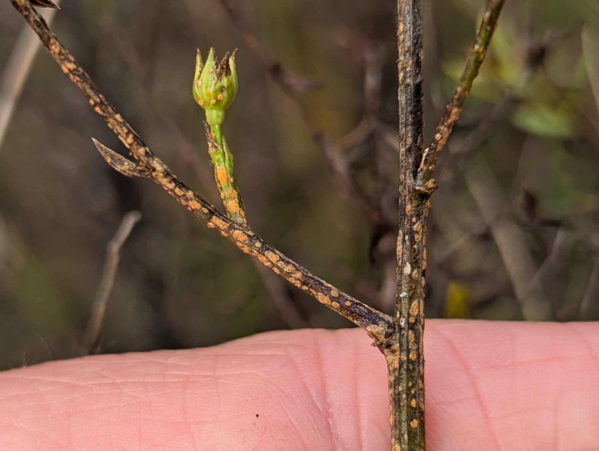 Melampsora lini