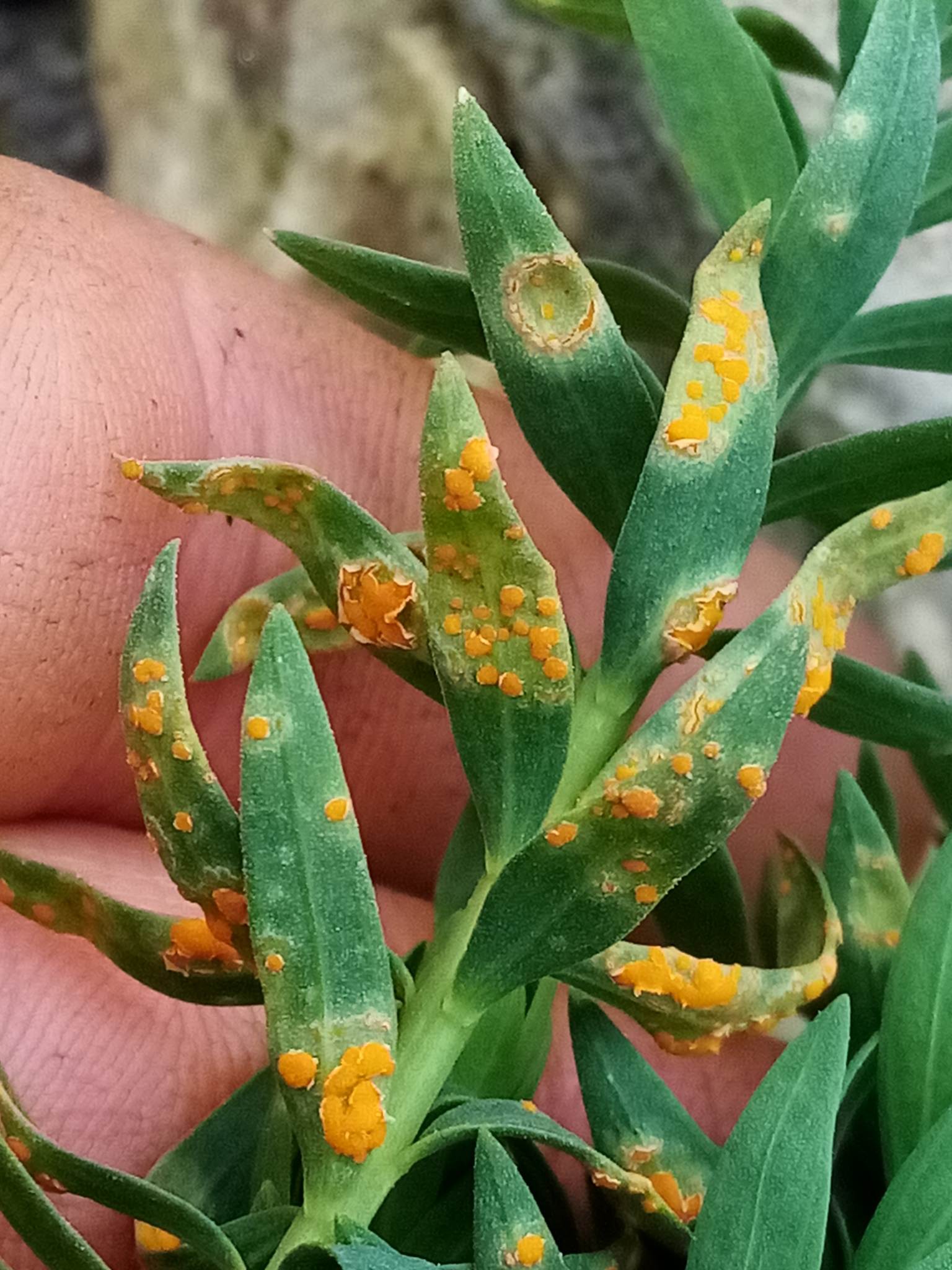 Melampsora lini