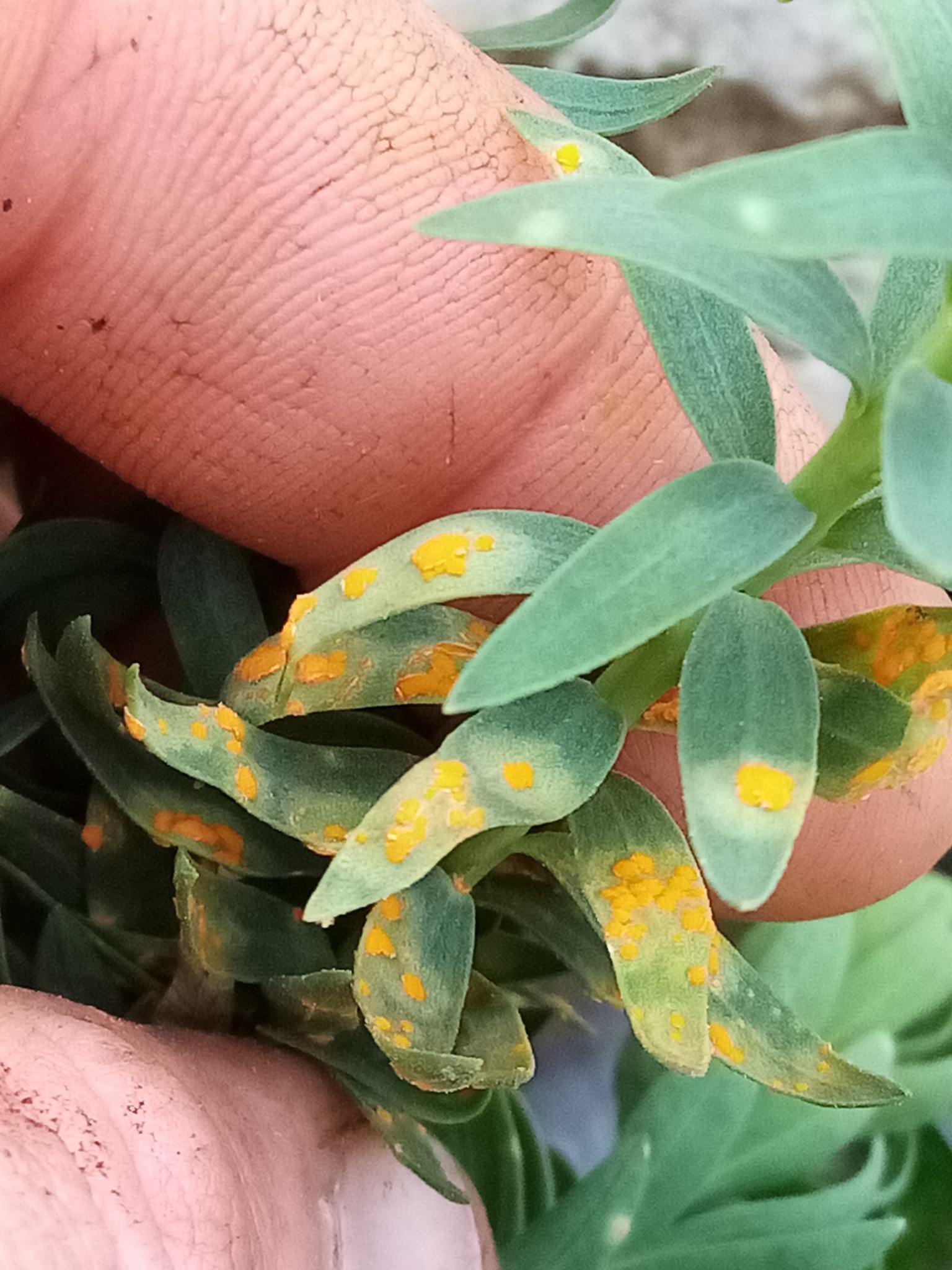 Melampsora lini