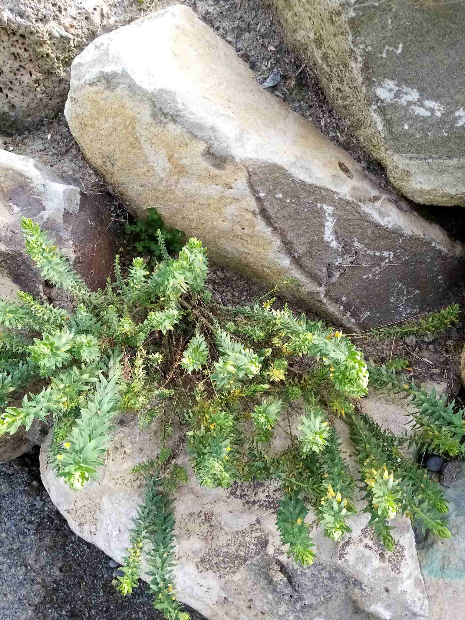 Melampsora lini