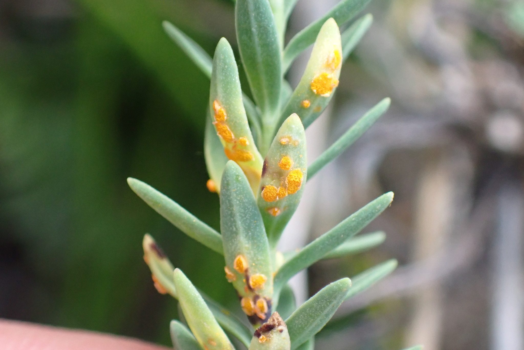 Melampsora lini