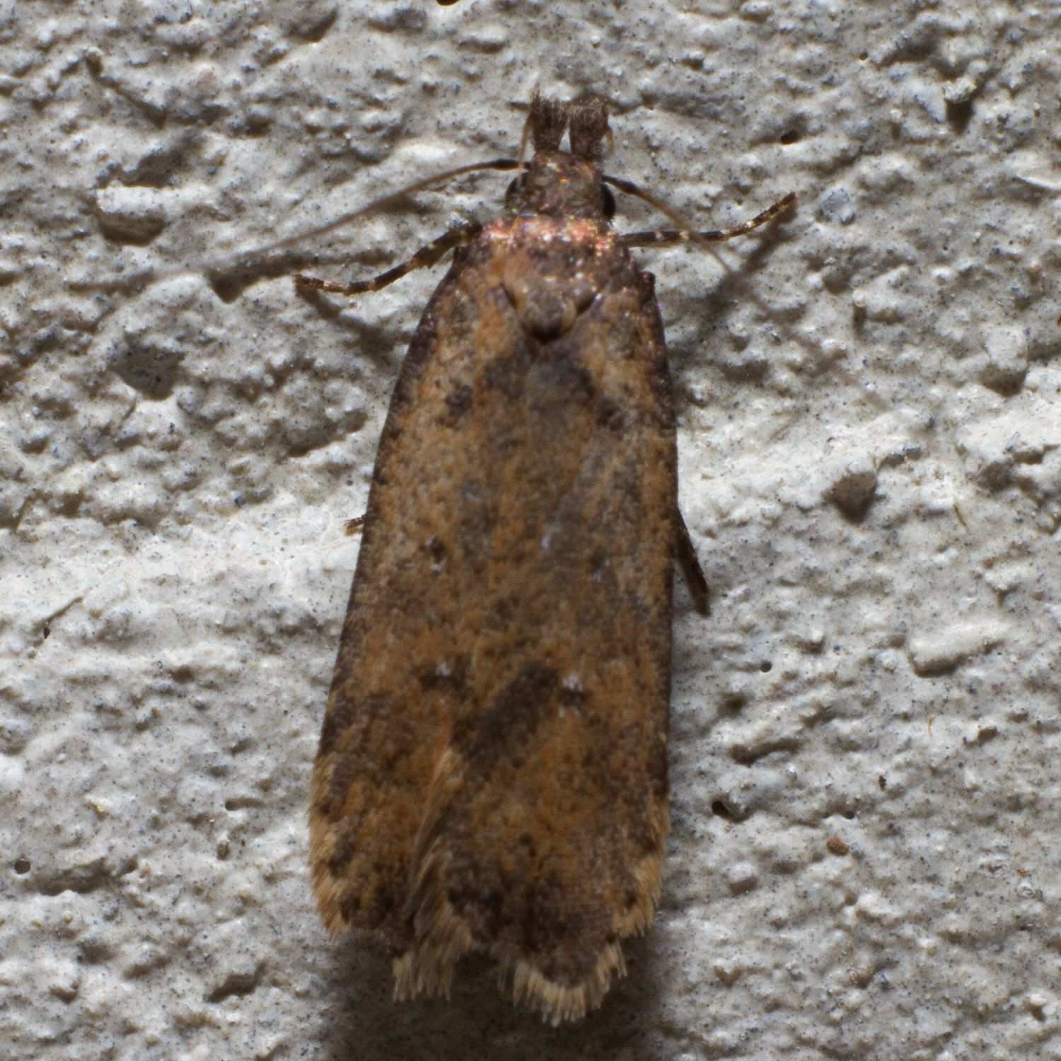 Dichomeris vacciniella