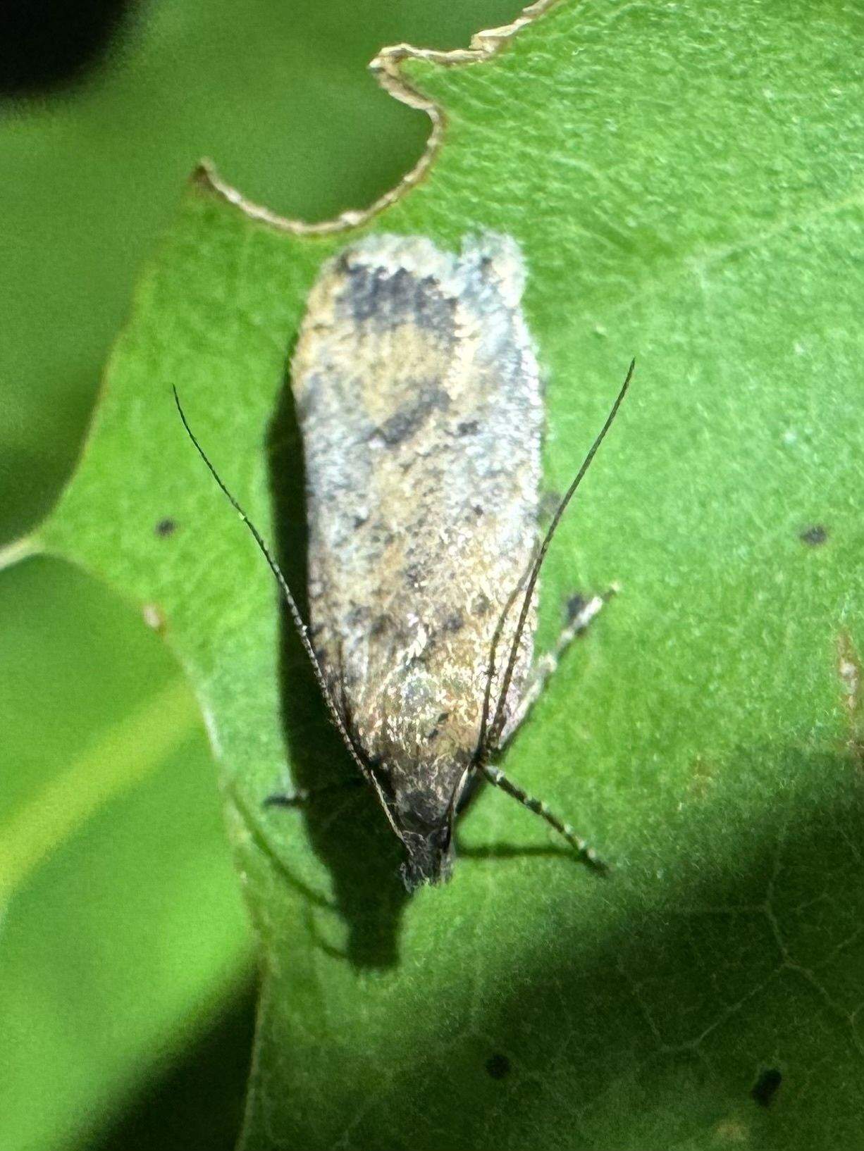 Dichomeris vacciniella