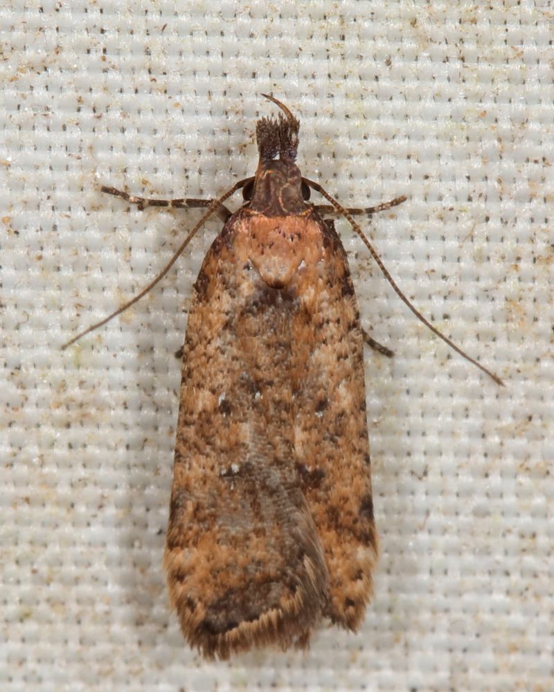 Dichomeris vacciniella