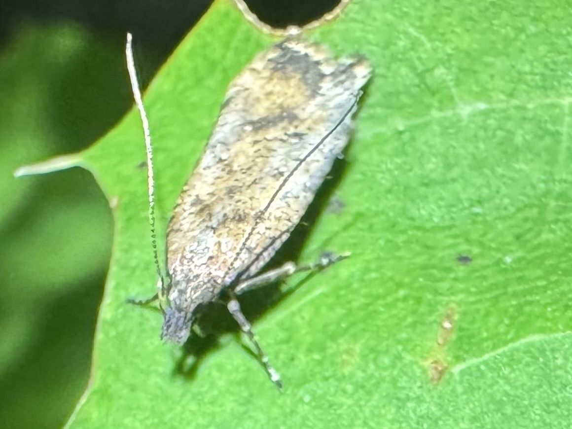 Dichomeris vacciniella