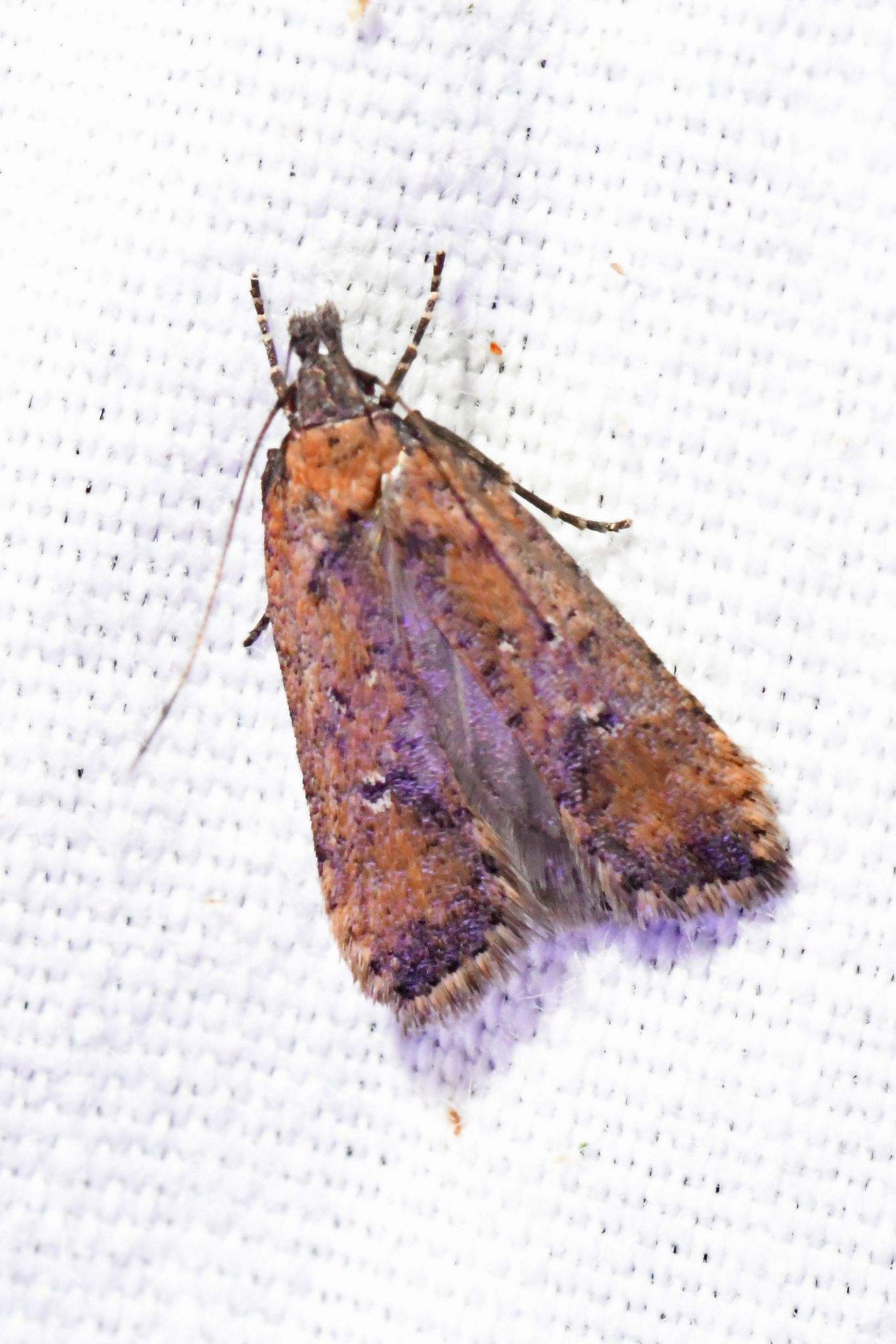 Dichomeris vacciniella